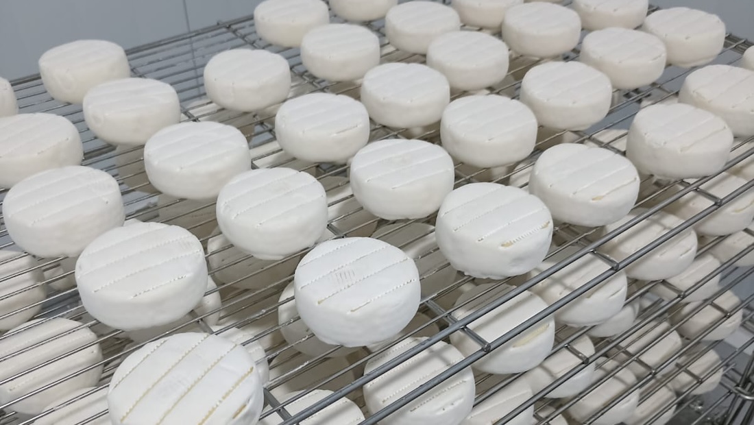 Cheesemaker stirring curd in a copper vat